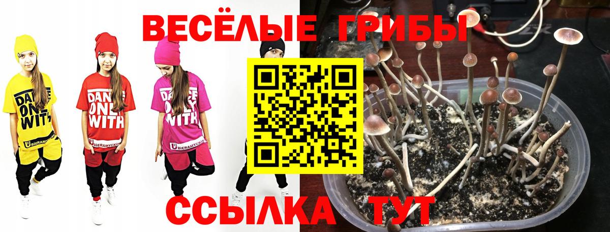 Псилоцибиновые грибы прущие грибы  Вход с VPN  Кыштым 